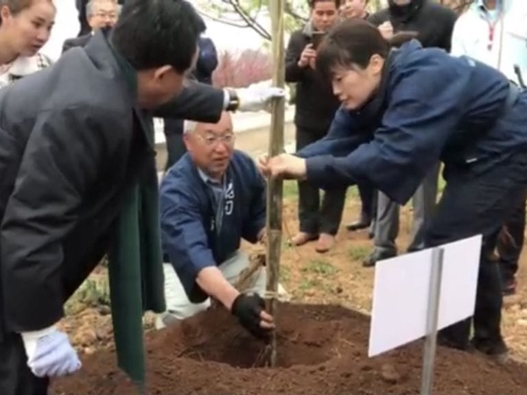 桜の苗の植樹